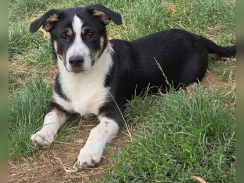 Elliot – lebensfroher Hundejunge mit großem Herz