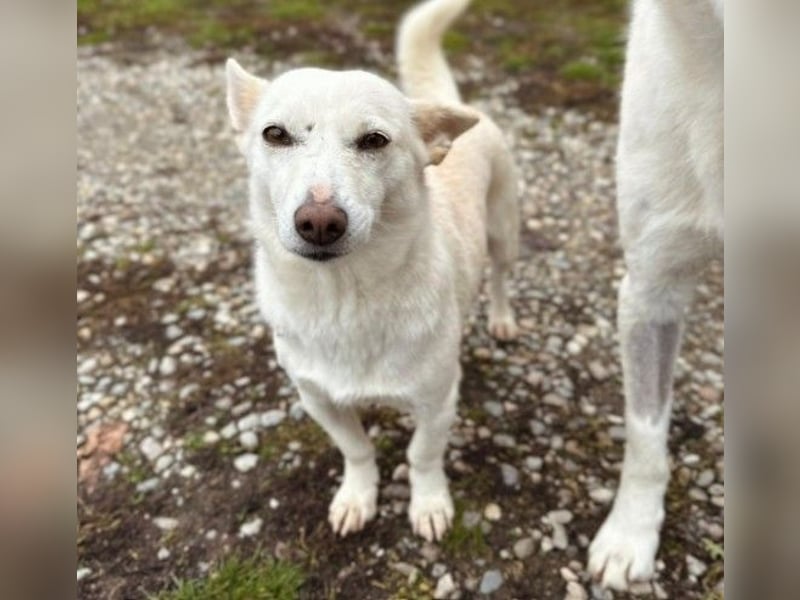 menschenbezogene, liebe Perla