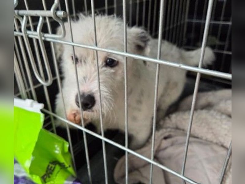 Lieber, kleiner Struppi sucht Familienanschluss