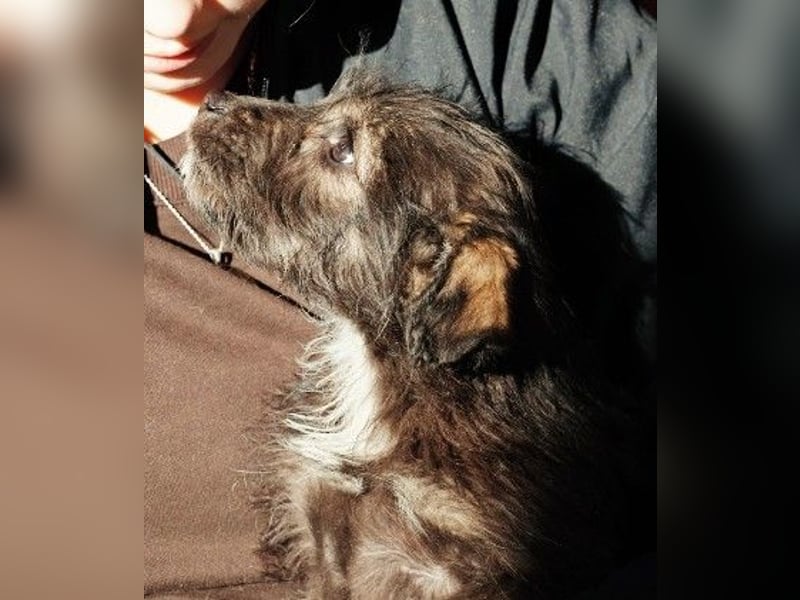 NED - süßer, bezaubernder Welpenjunge sucht seine Familie