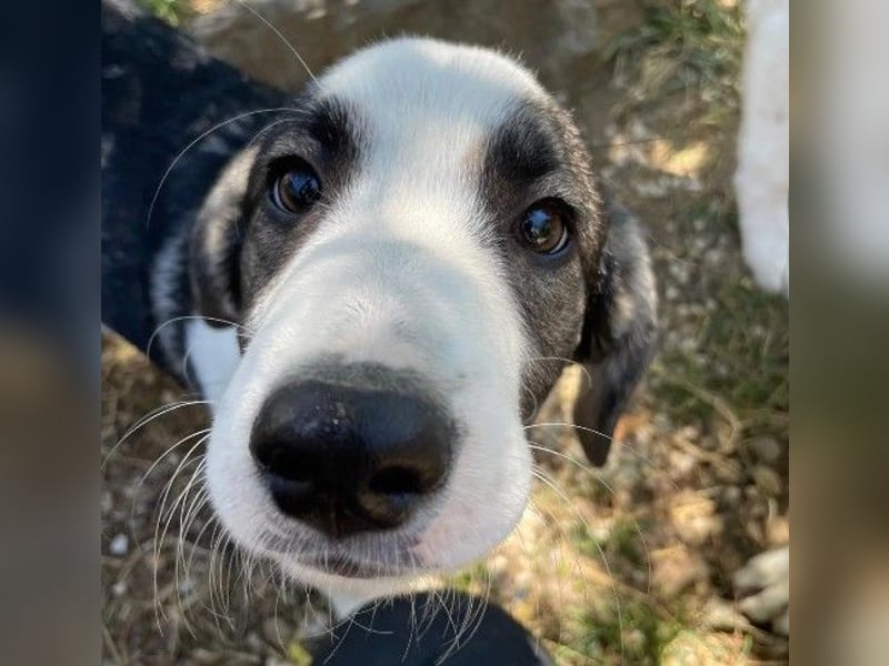 liebenswerter, kleiner Biscuit