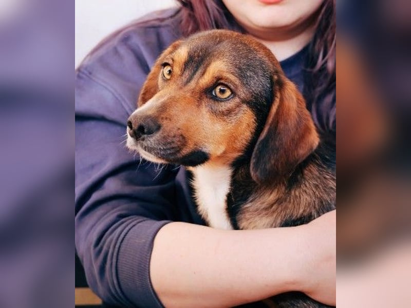 TALISKA - liebenswerte, ruhige Hündin sucht ihre Menschen