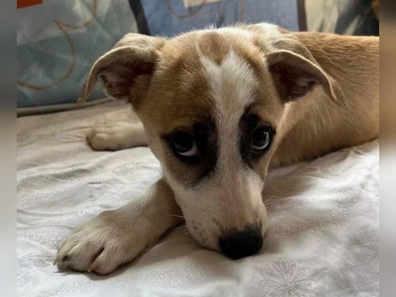 verschmuster, lieber Emoji