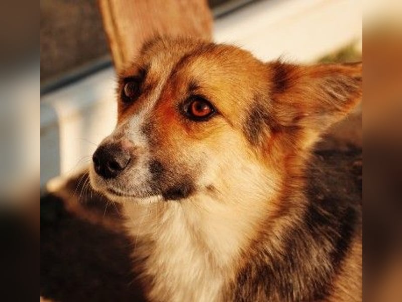 liebe, sanfte und kleine Cuva