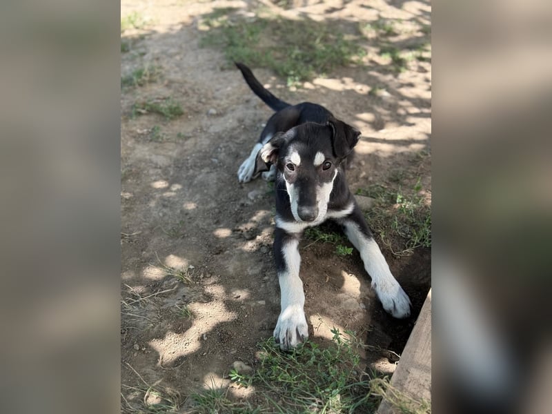 CASPAR - lieber, offener Junghund sucht seine Familie