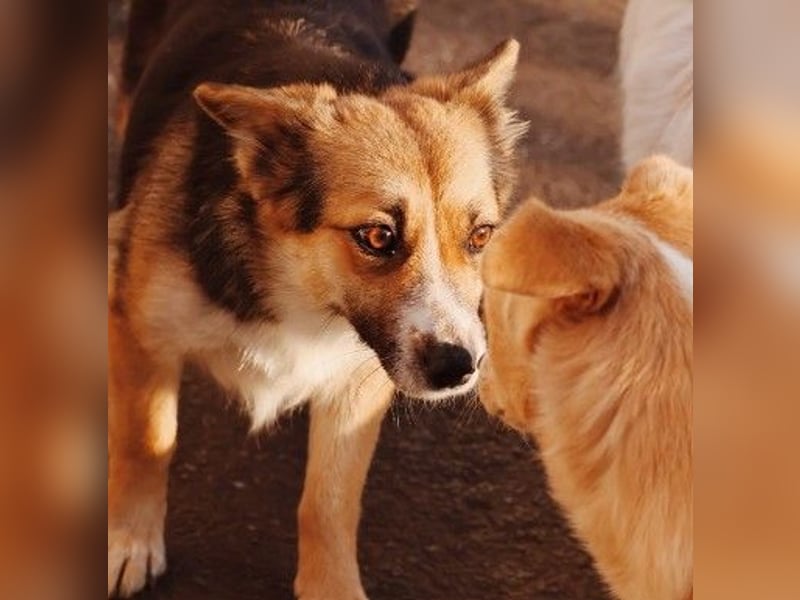 liebe, sanfte und kleine Cuva