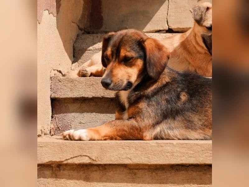 TALISKA - liebenswerte, ruhige Hündin sucht ihre Menschen