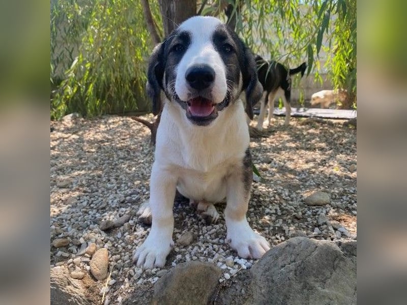 liebenswerter, kleiner Biscuit