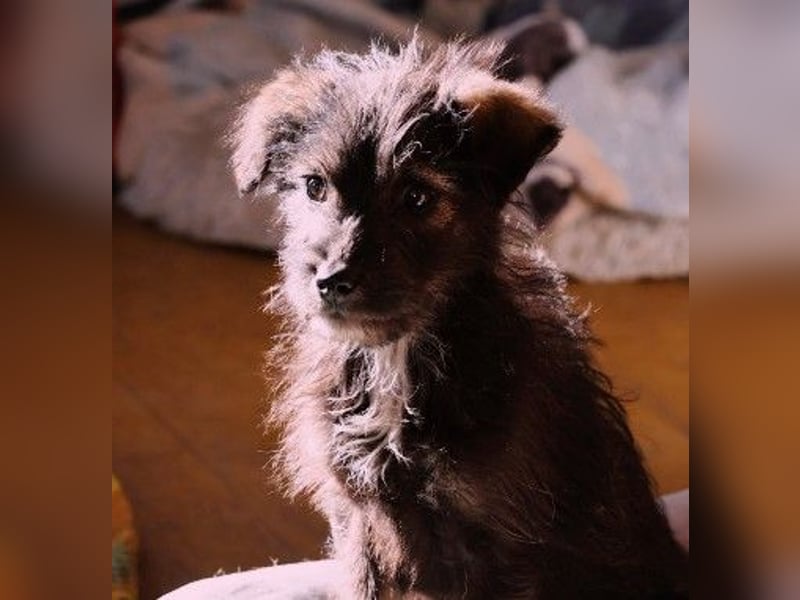 NED - süßer, bezaubernder Welpenjunge sucht seine Familie