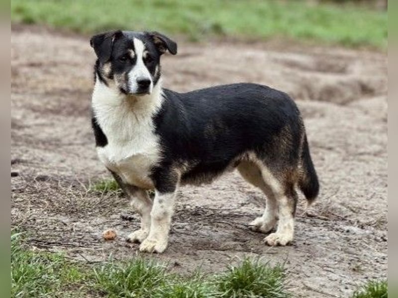 lieber kleiner Elliot sucht seine Familie