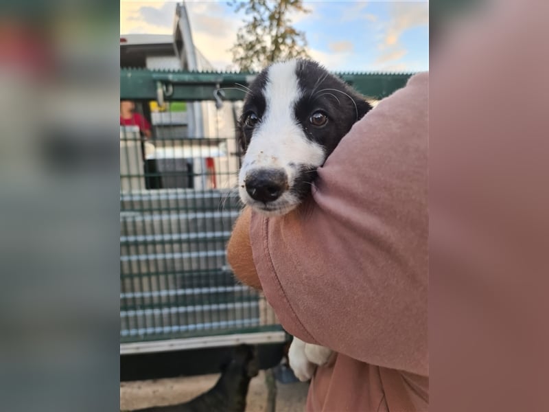 Kleiner Flecki sucht Familie