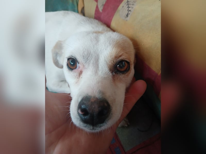 Wendy ca. 2-3 Jahre alt geimpft gechipt kastriert 97711