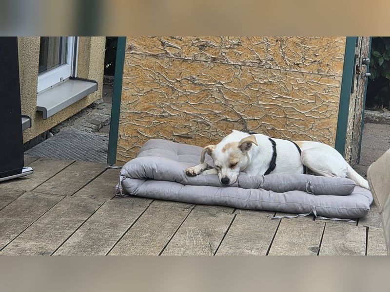 Wendy ca. 2-3 Jahre alt geimpft gechipt kastriert 97711