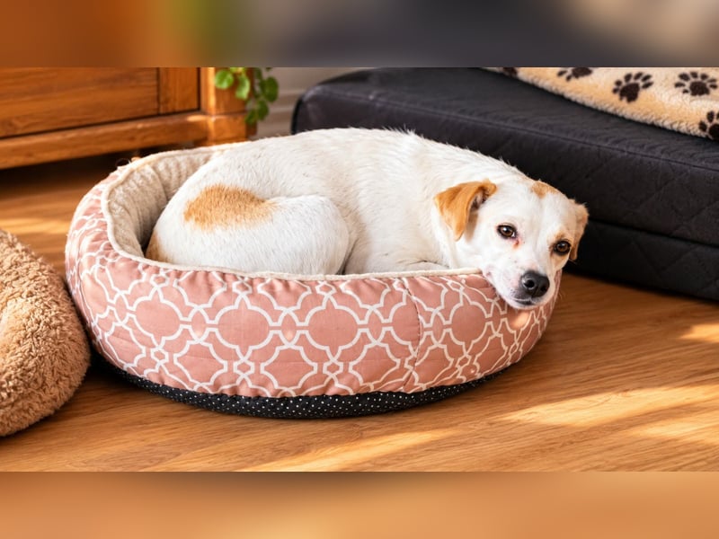 Wendy ca. 2-3 Jahre alt geimpft gechipt kastriert 97711