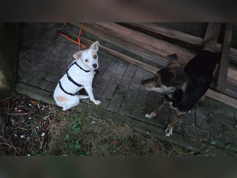 Wendy ca. 2-3 Jahre alt geimpft gechipt kastriert 97711