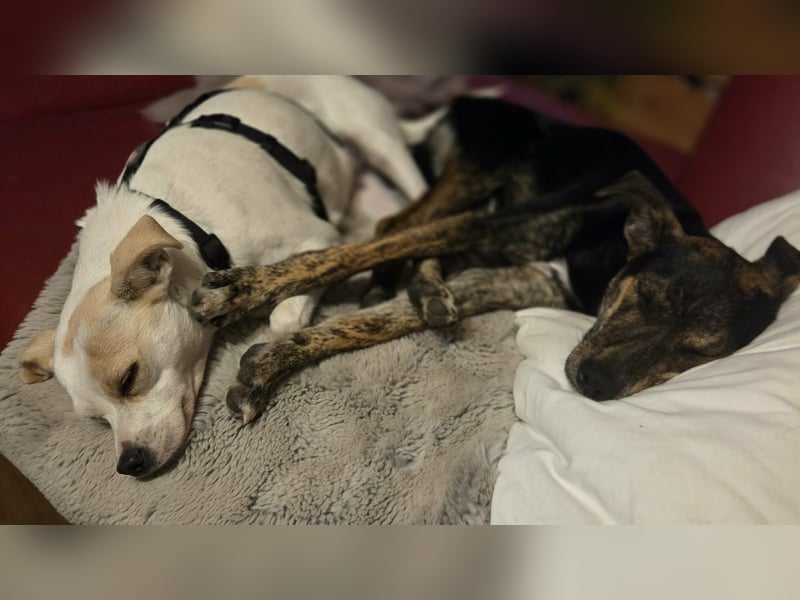 Wendy ca. 2-3 Jahre alt geimpft gechipt kastriert 97711