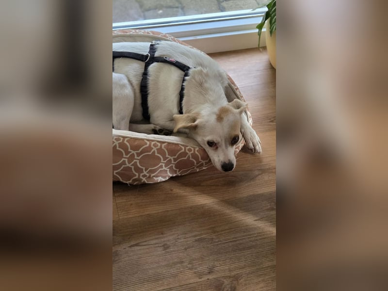 Wendy ca. 2-3 Jahre alt geimpft gechipt kastriert 97711