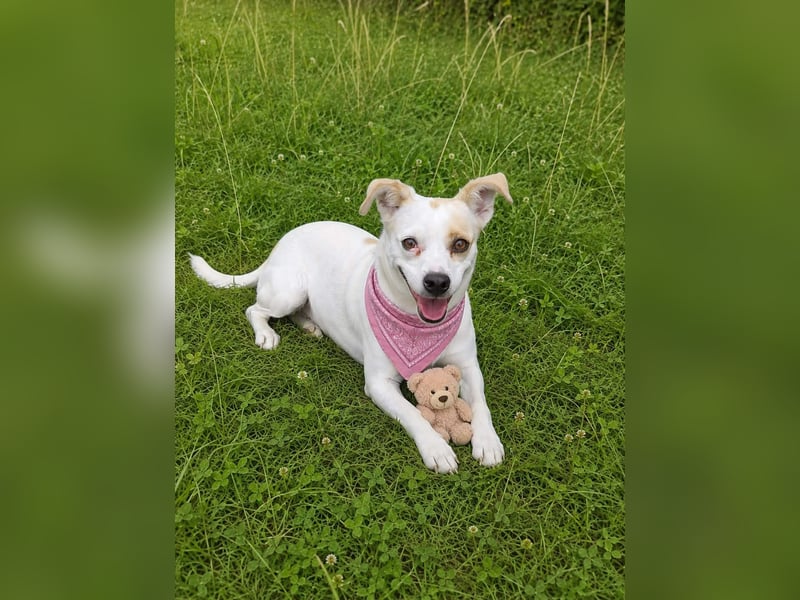 Wendy ca. 2-3 Jahre alt geimpft gechipt kastriert 97711