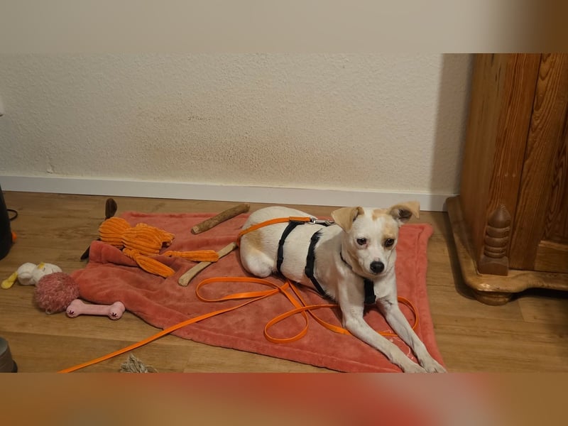 Wendy ca. 2-3 Jahre alt geimpft gechipt kastriert 97711