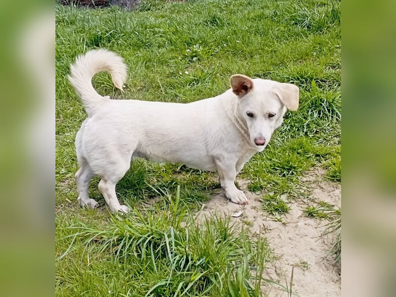 Dackel-Mix -Tierschutz-Hündin SISSY