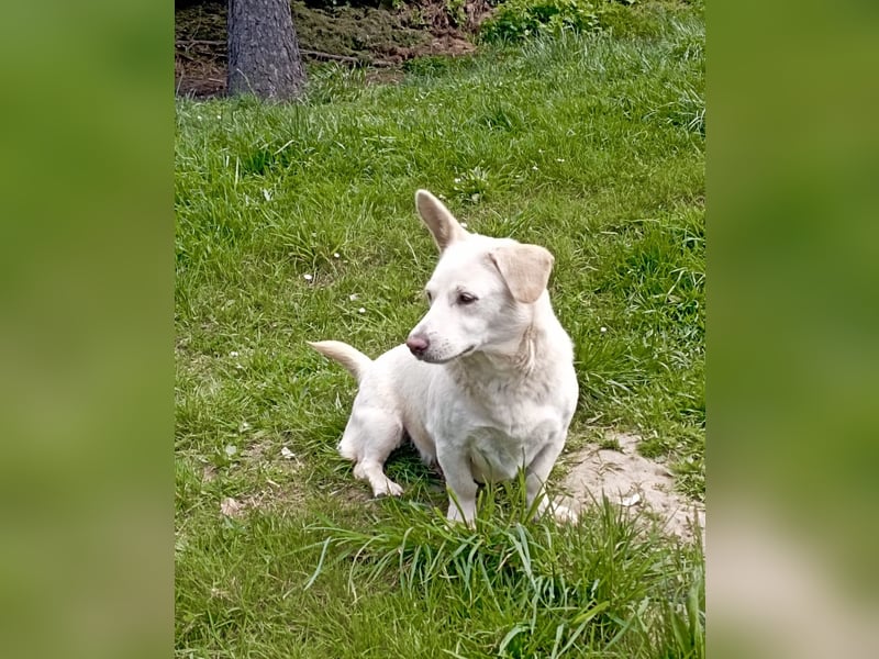 Dackel-Mix -Tierschutz-Hündin SISSY