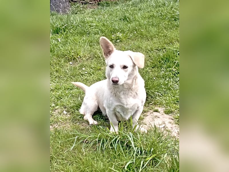 Dackel-Mix -Tierschutz-Hündin SISSY