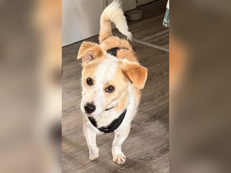 Bailey - kleiner Kerl großes Herz - Pflegestelle Krefeld