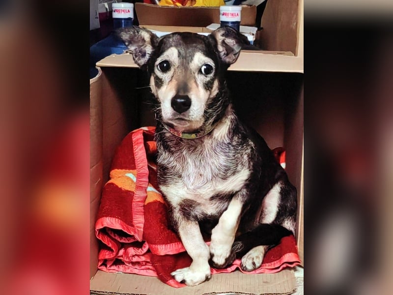 Raya kleine,  ältere Hündin sucht Geborgenheit