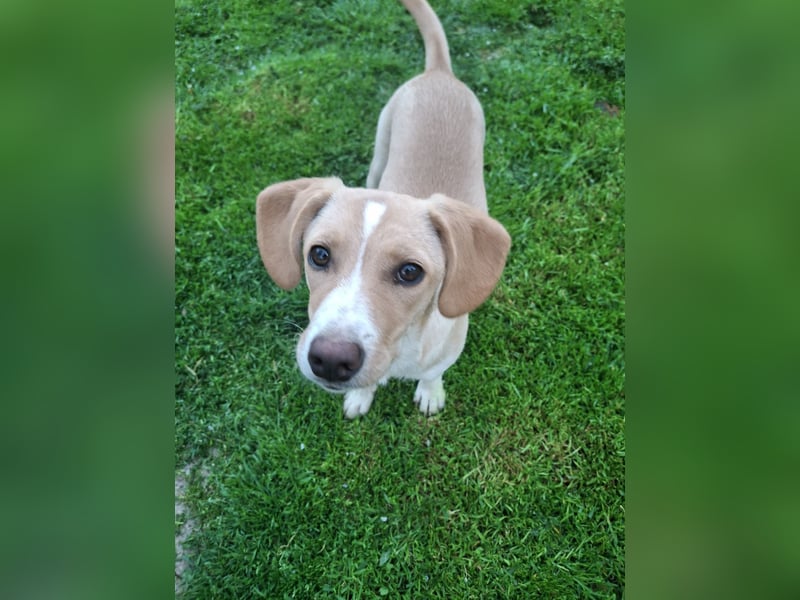 Gracie sucht dich