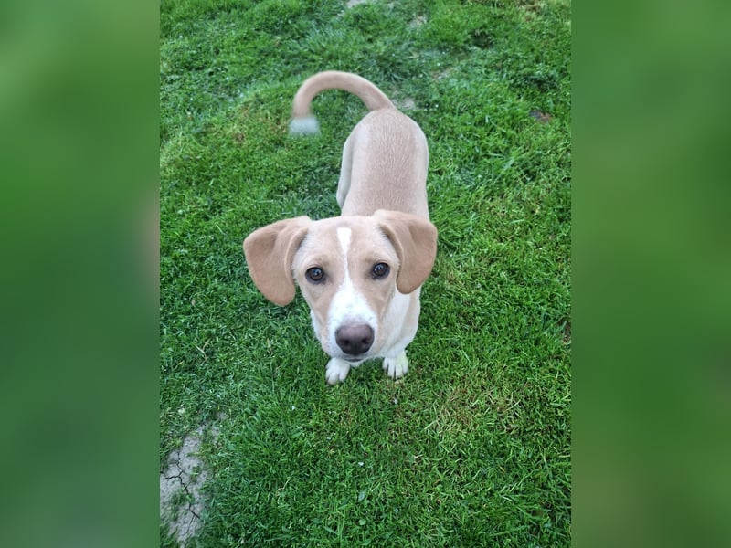 Gracie sucht dich