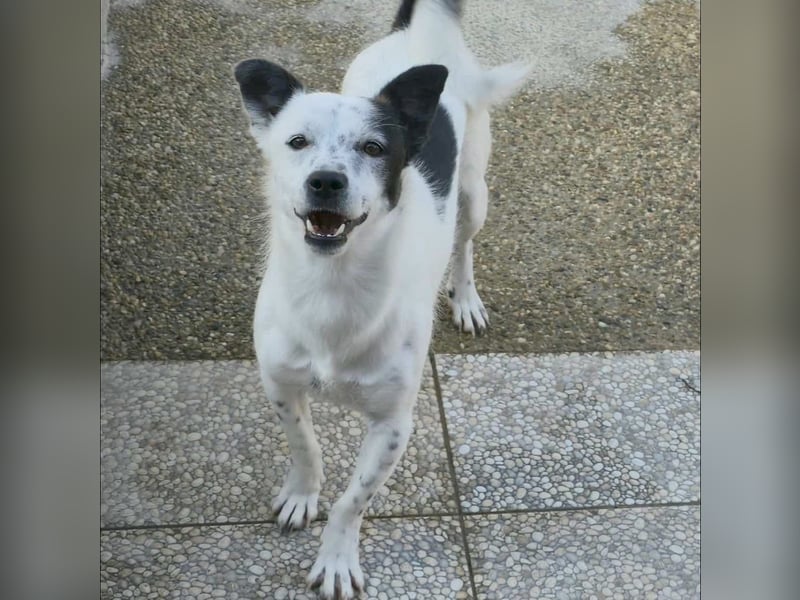 Joy kleiner Mischlingsüde