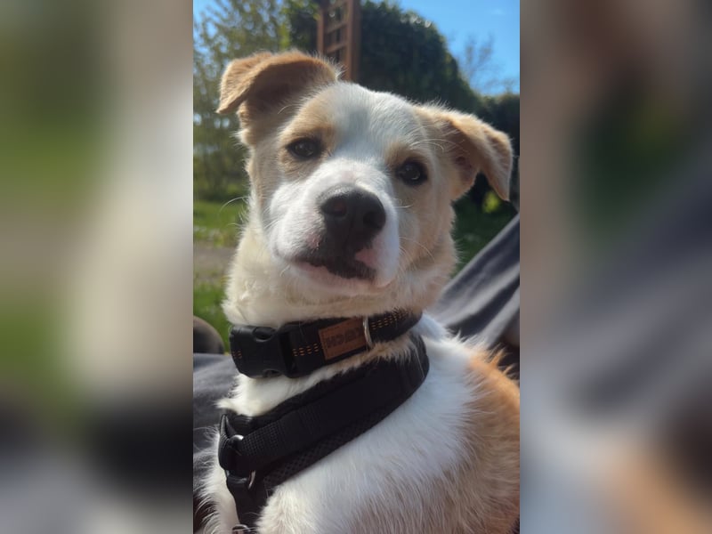 Bailey - kleiner Kerl großes Herz - Pflegestelle Krefeld