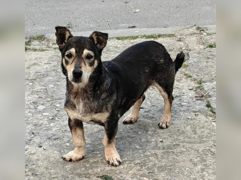 Raya kleine,  ältere Hündin sucht Geborgenheit