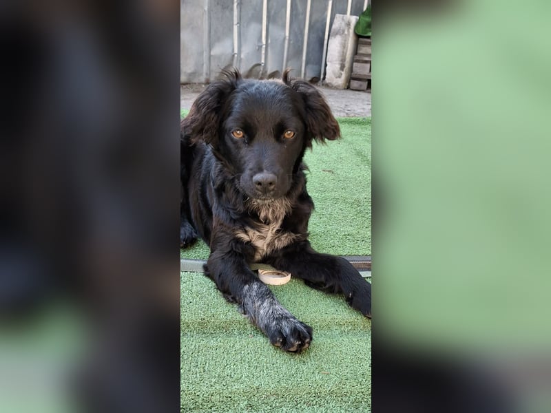Suzy kleine schwarze Schönheit