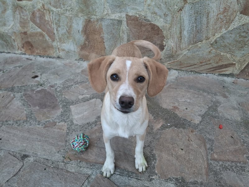 Gracie sucht dich