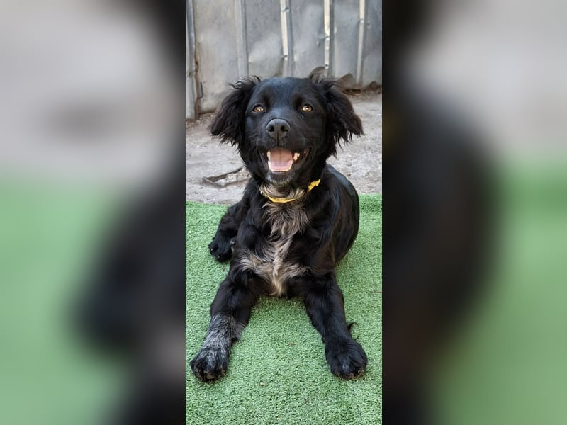 Suzy kleine schwarze Schönheit