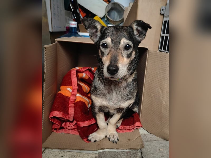 Raya kleine,  ältere Hündin sucht Geborgenheit