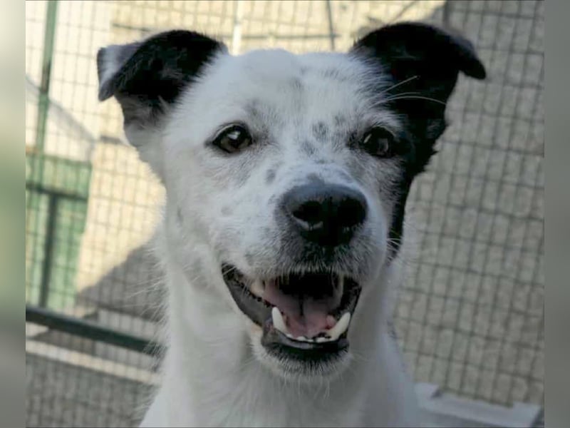 Joy kleiner Mischlingsüde