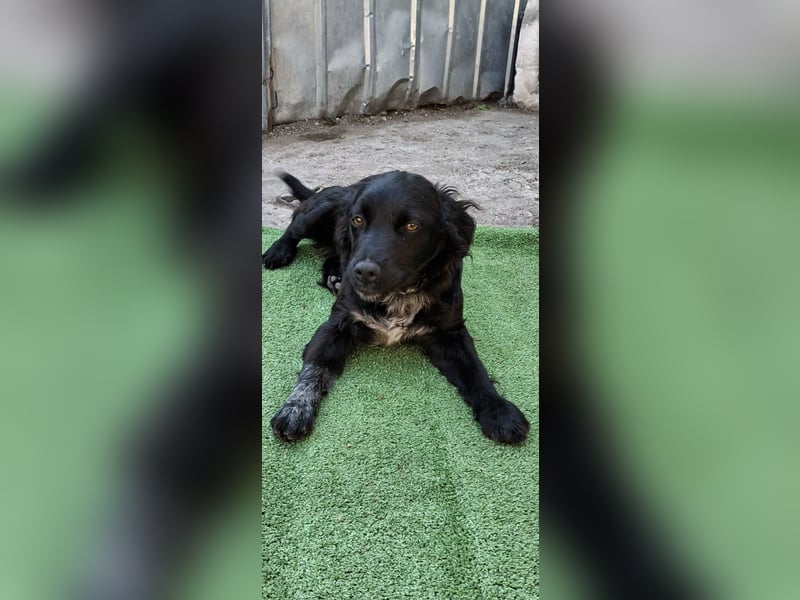 Suzy kleine schwarze Schönheit
