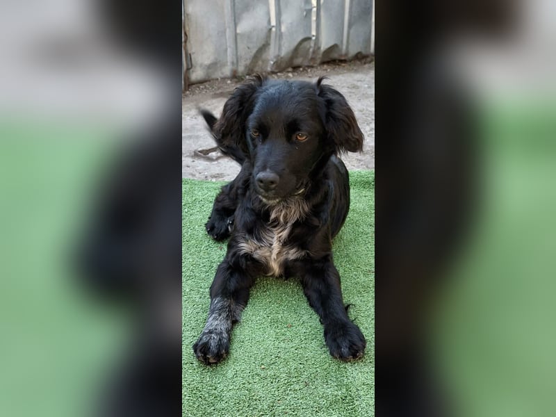 Suzy kleine schwarze Schönheit