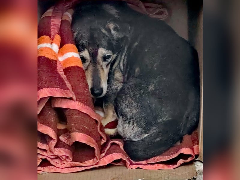 Raya kleine,  ältere Hündin sucht Geborgenheit