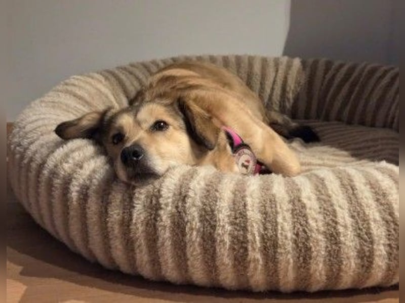 UMI - sanfte, bezaubernde Hündin sucht ihre Familie