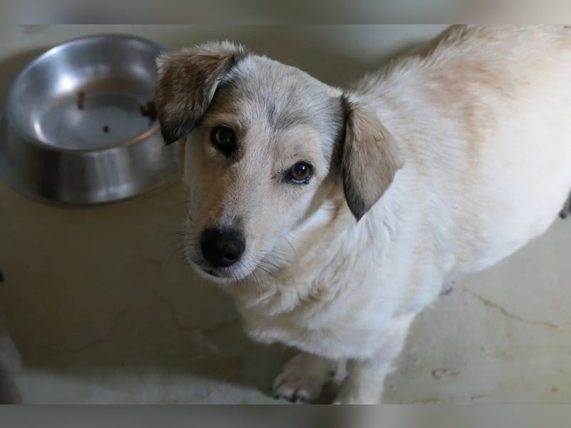 UMI - sanfte, bezaubernde Hündin sucht ihre Familie