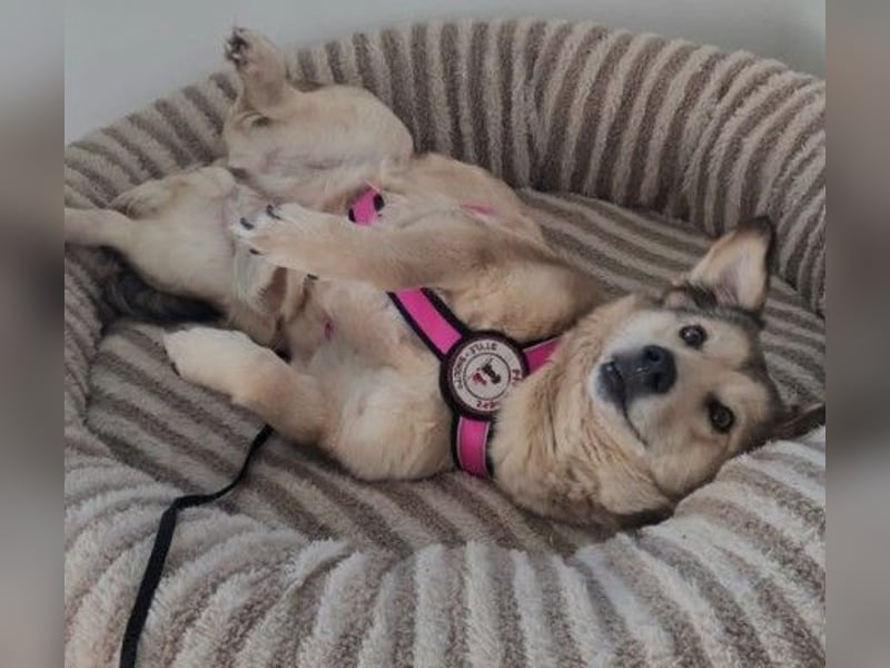 UMI - sanfte, bezaubernde Hündin sucht ihre Familie