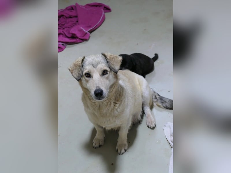 UMI - sanfte, bezaubernde Hündin sucht ihre Familie