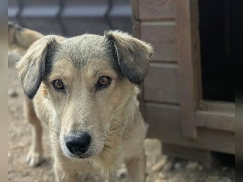 UMI - sanfte, bezaubernde Hündin sucht ihre Familie