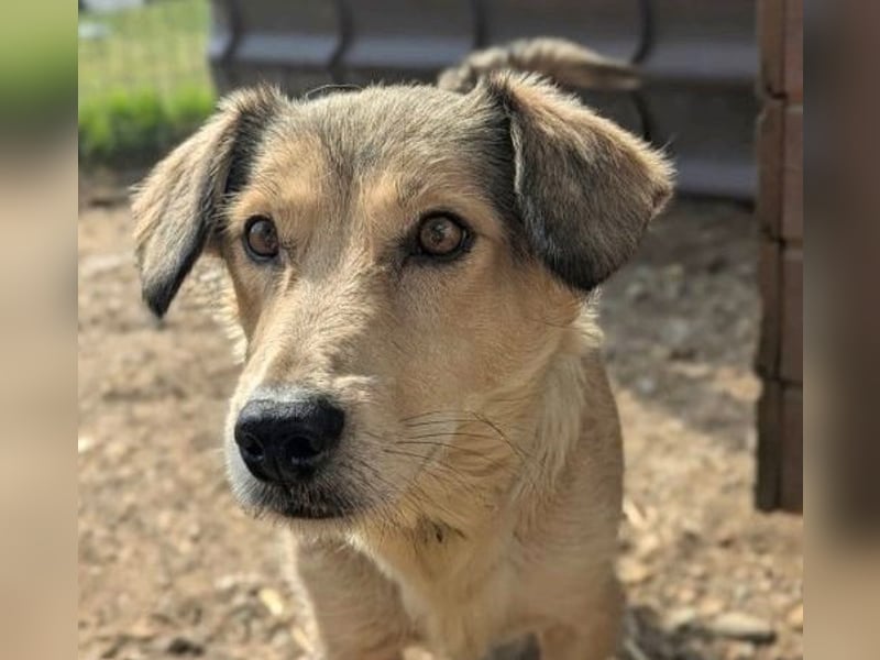 UMI - sanfte, bezaubernde Hündin sucht ihre Familie
