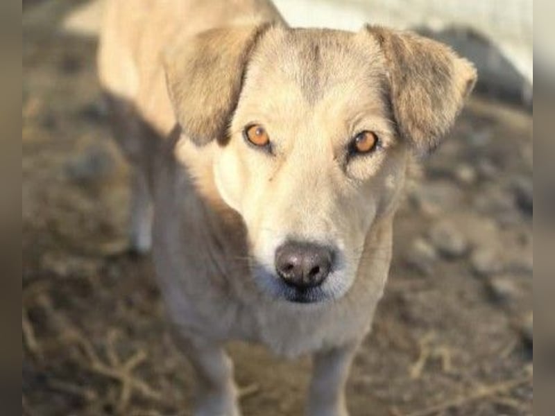 UMI - sanfte, bezaubernde Hündin sucht ihre Familie