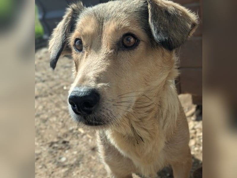 UMI - sanfte, bezaubernde Hündin sucht ihre Familie