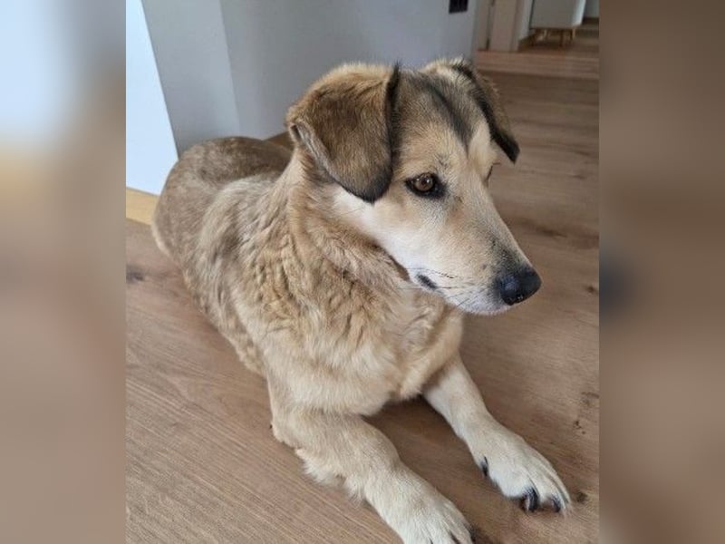 UMI - sanfte, bezaubernde Hündin sucht ihre Familie